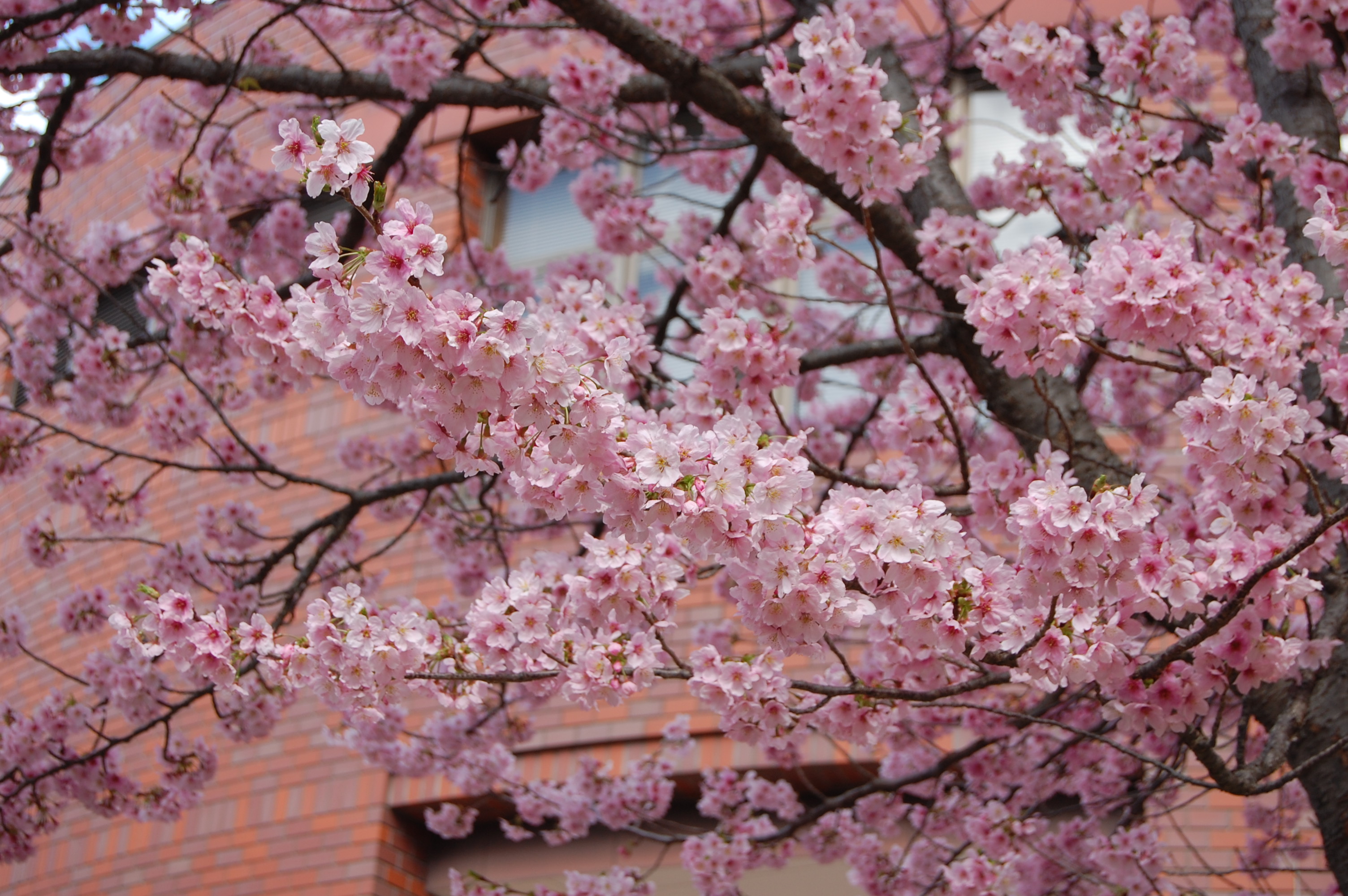 陽光桜が今年も咲きました♪
