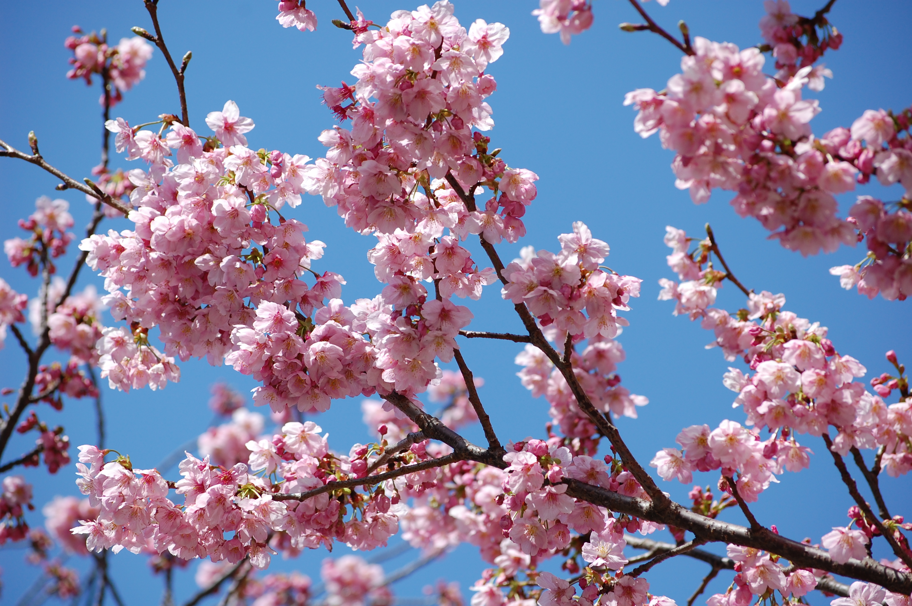 今年も陽光桜が咲き始めました♪♪